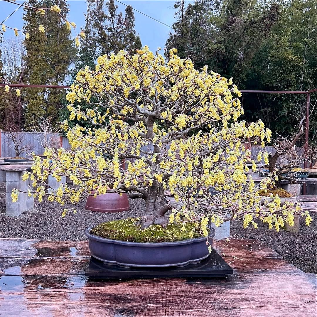 bonsai with yellowing leaves