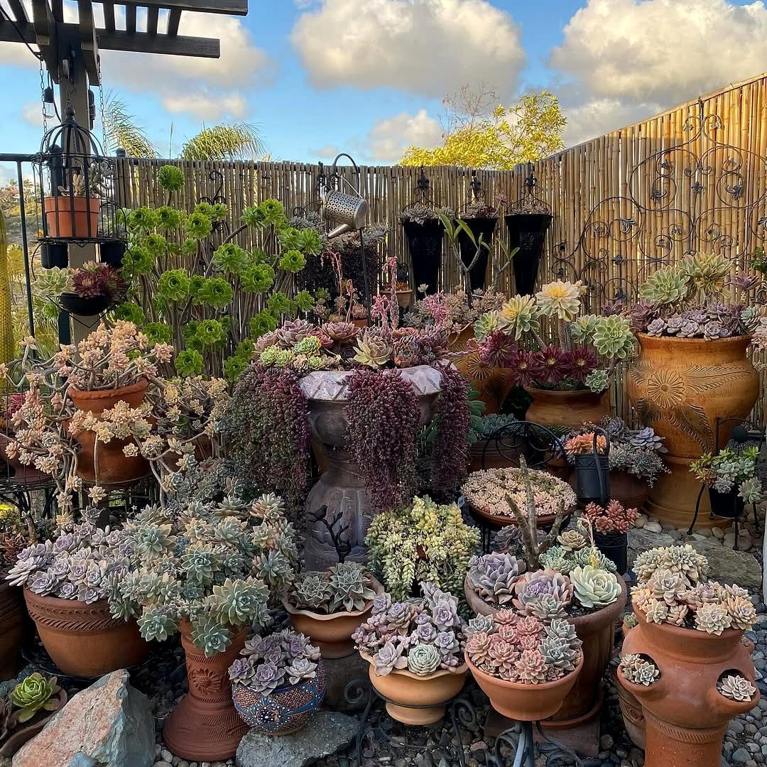 assorted succulents in garden bed