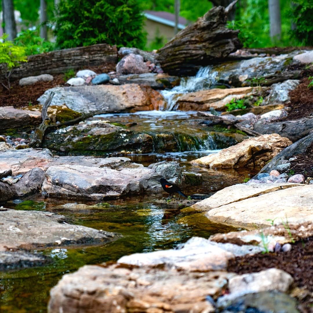 small waterfall with plants