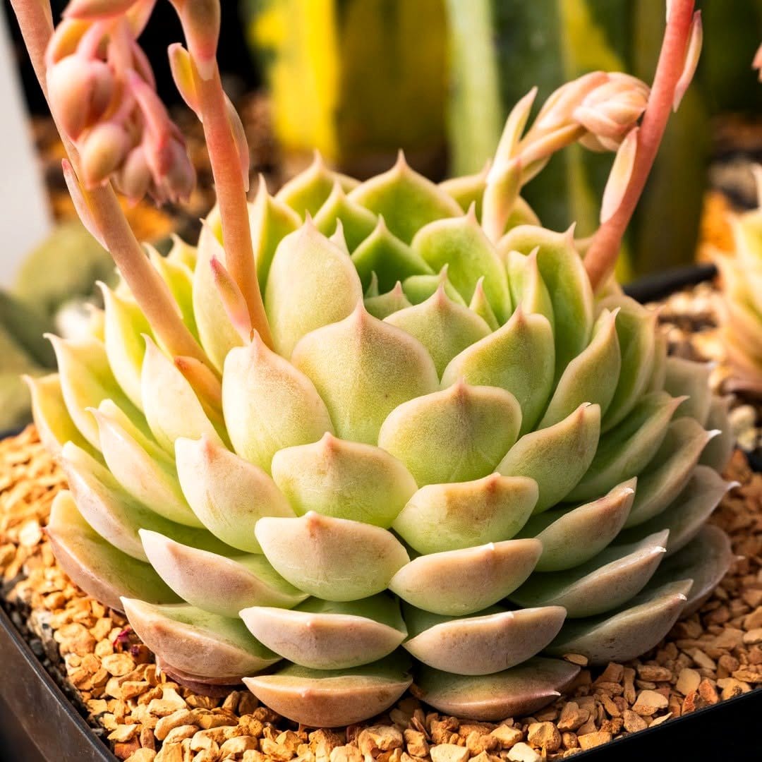 Aloe Vera and Echeveria on windowsill