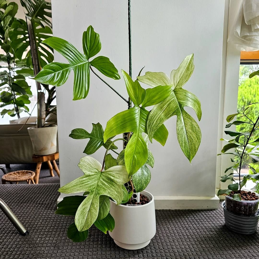 calathea plant with vibrant leaves