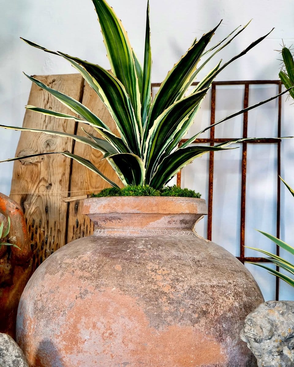 rustic wooden plant pots with ferns
