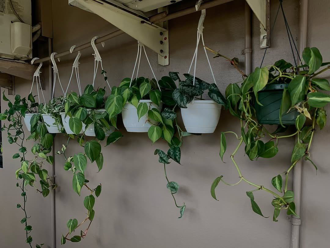 Trailing pothos on modern hanging shelf