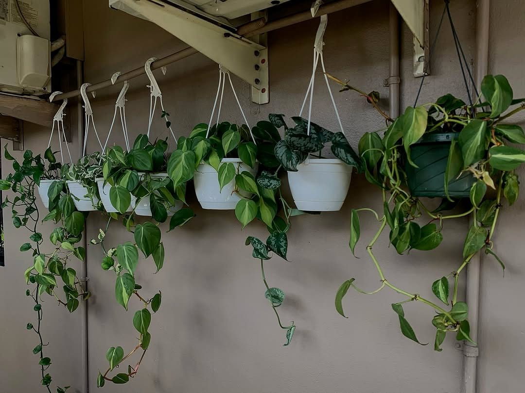 Rattlesnake rope plant holder with cacti