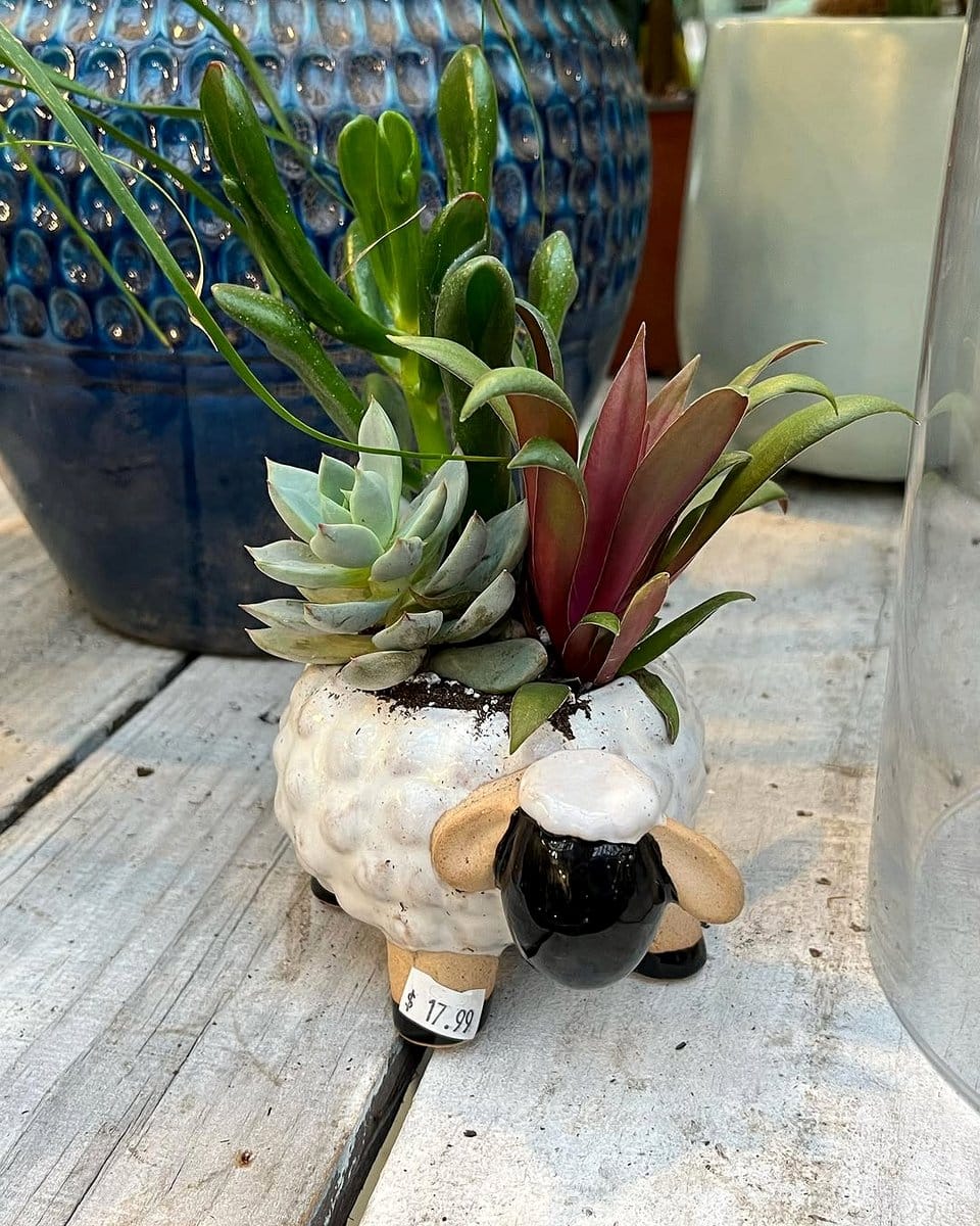 trio of colorful succulents
