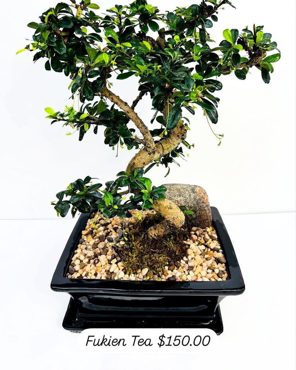 Fukien tea bonsai with small white flowers