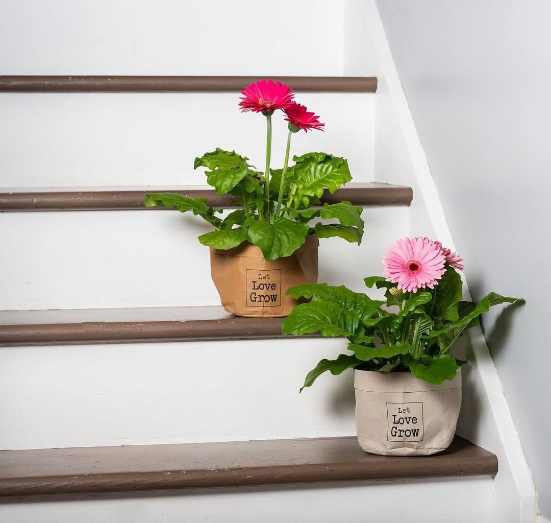 Cheerful gerbera daisies in vibrant pot