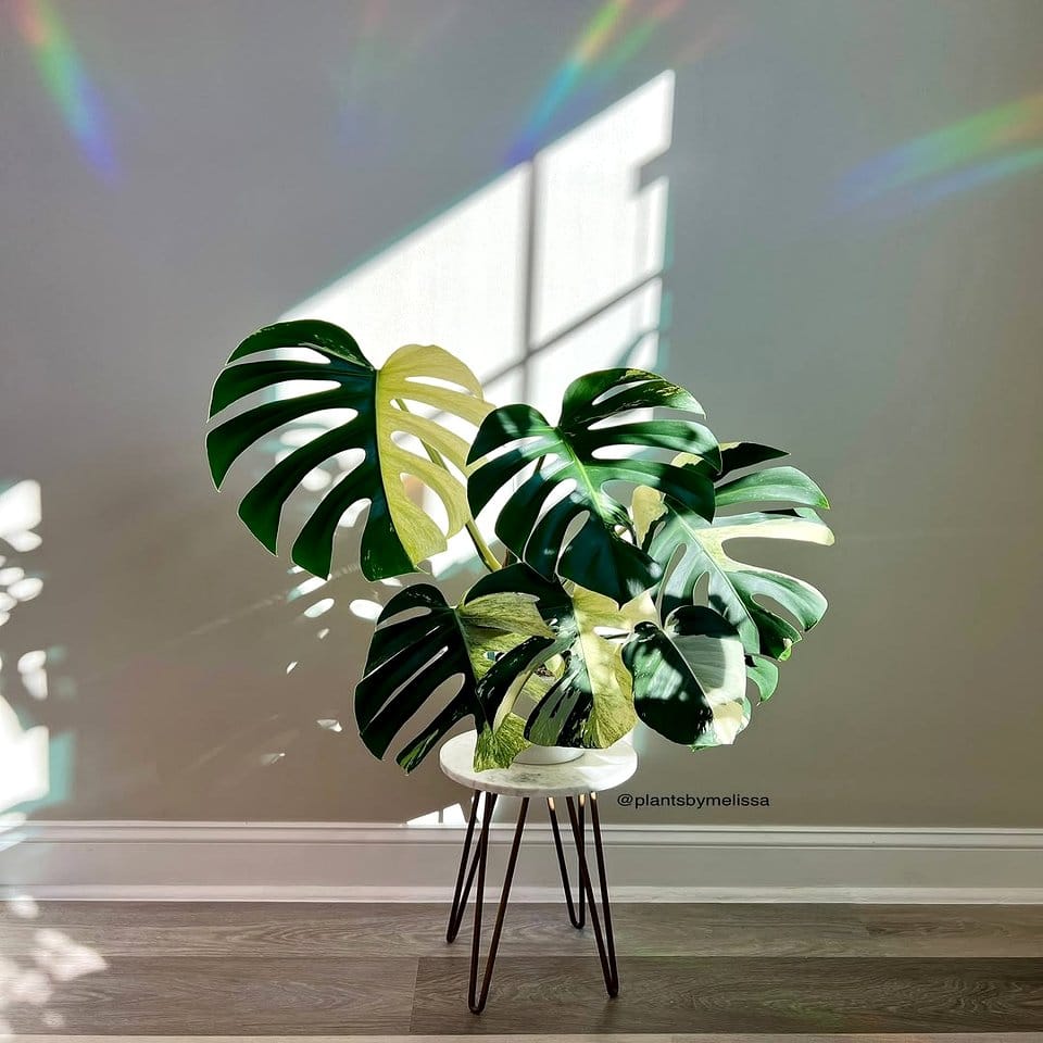 Tuba floor planter with monstera