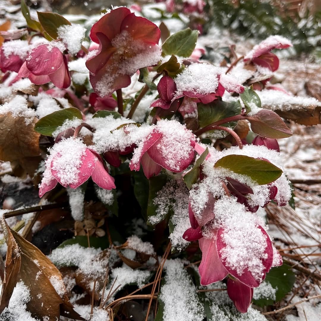 hellebore flowers in snow