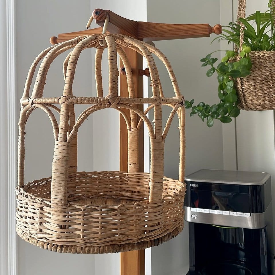 Antique birdcage with Flamenco Ruffle Plant