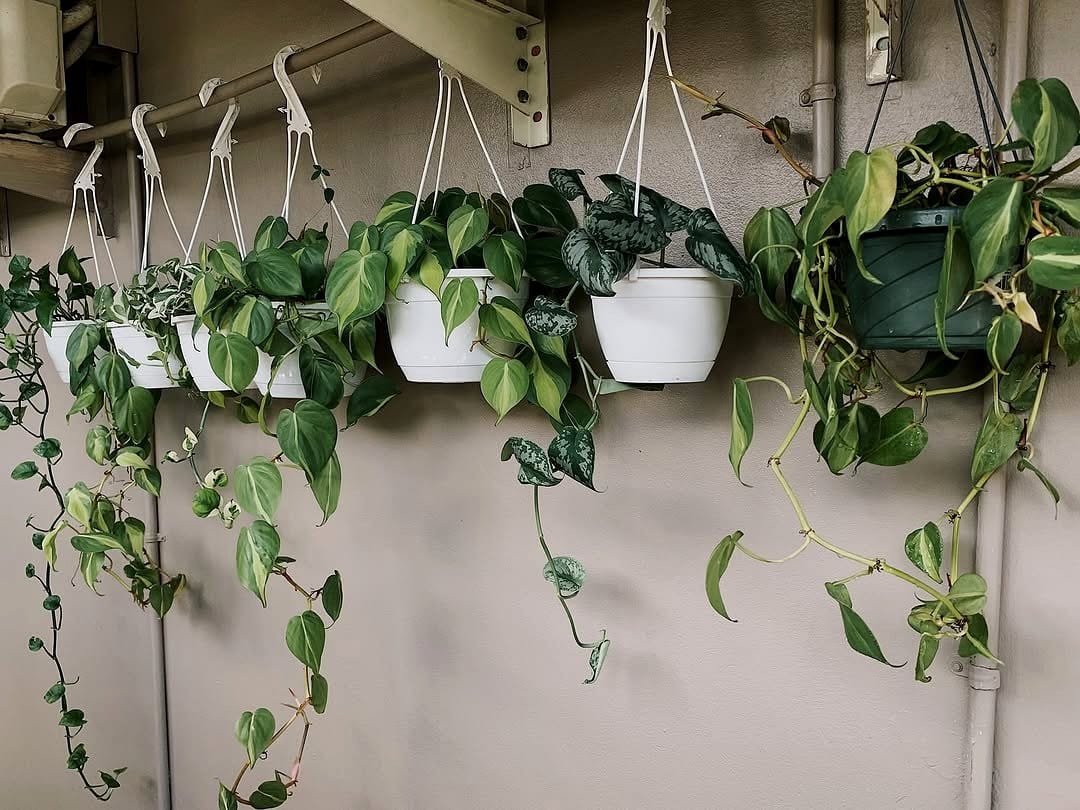 headboard with trailing ivy