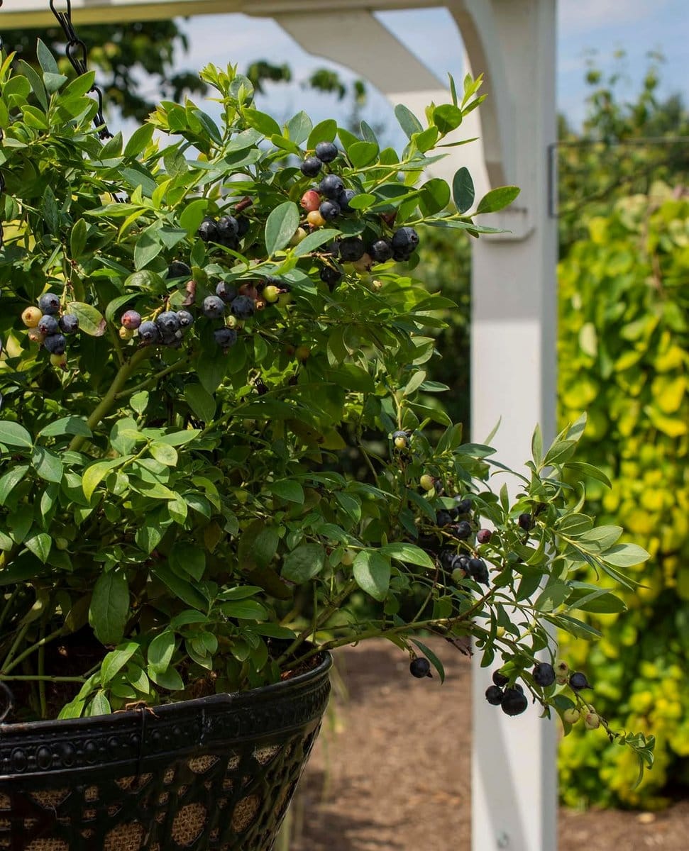 berry plants in cascading pots