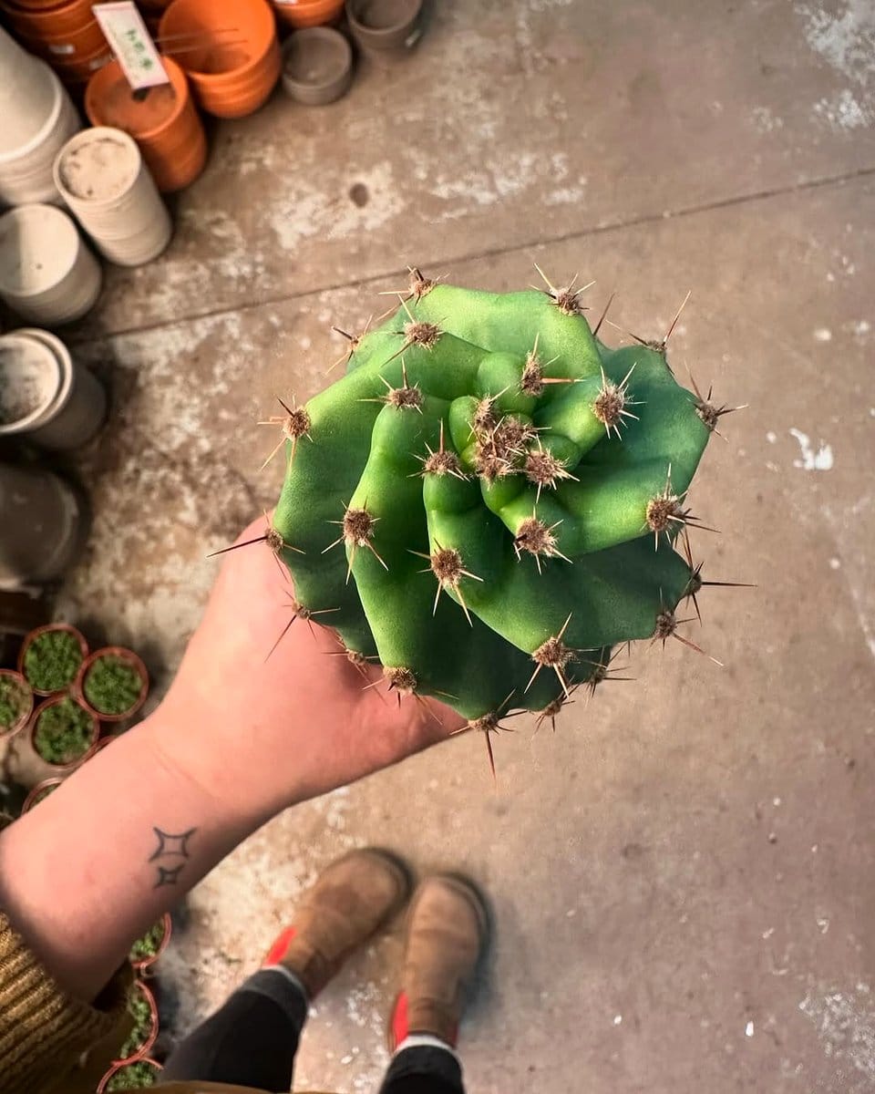 spiral cactus with morning dew
