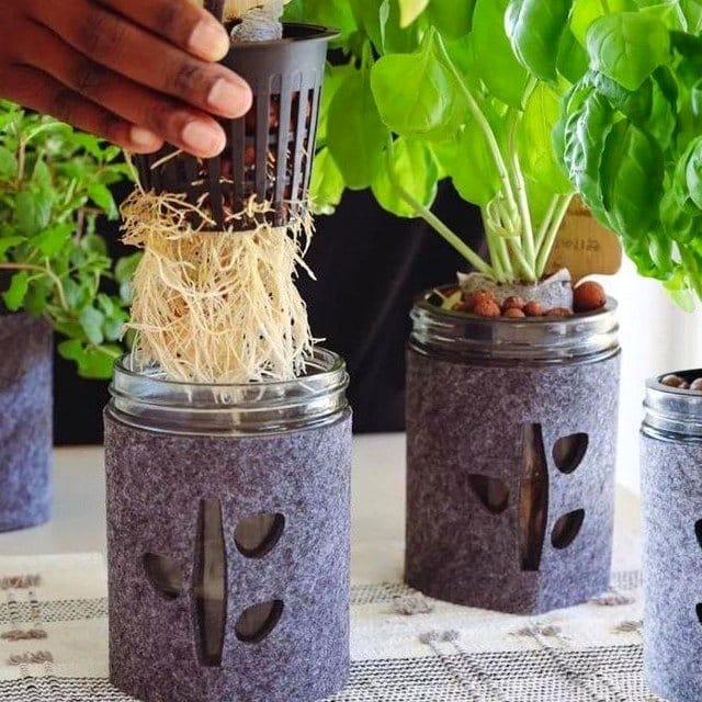 hydroponic herb kit on kitchen counter