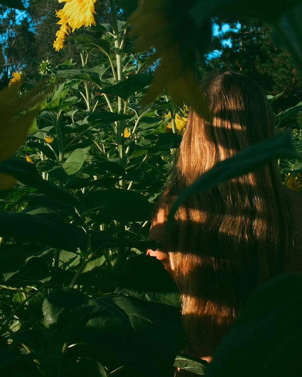 towering sunflowers beside vegetable patch