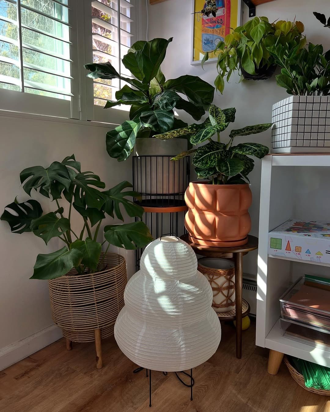 Dieffenbachia in stylish metal planter