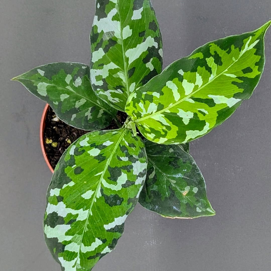 Aglaonema 'Silver Bay' with silver center