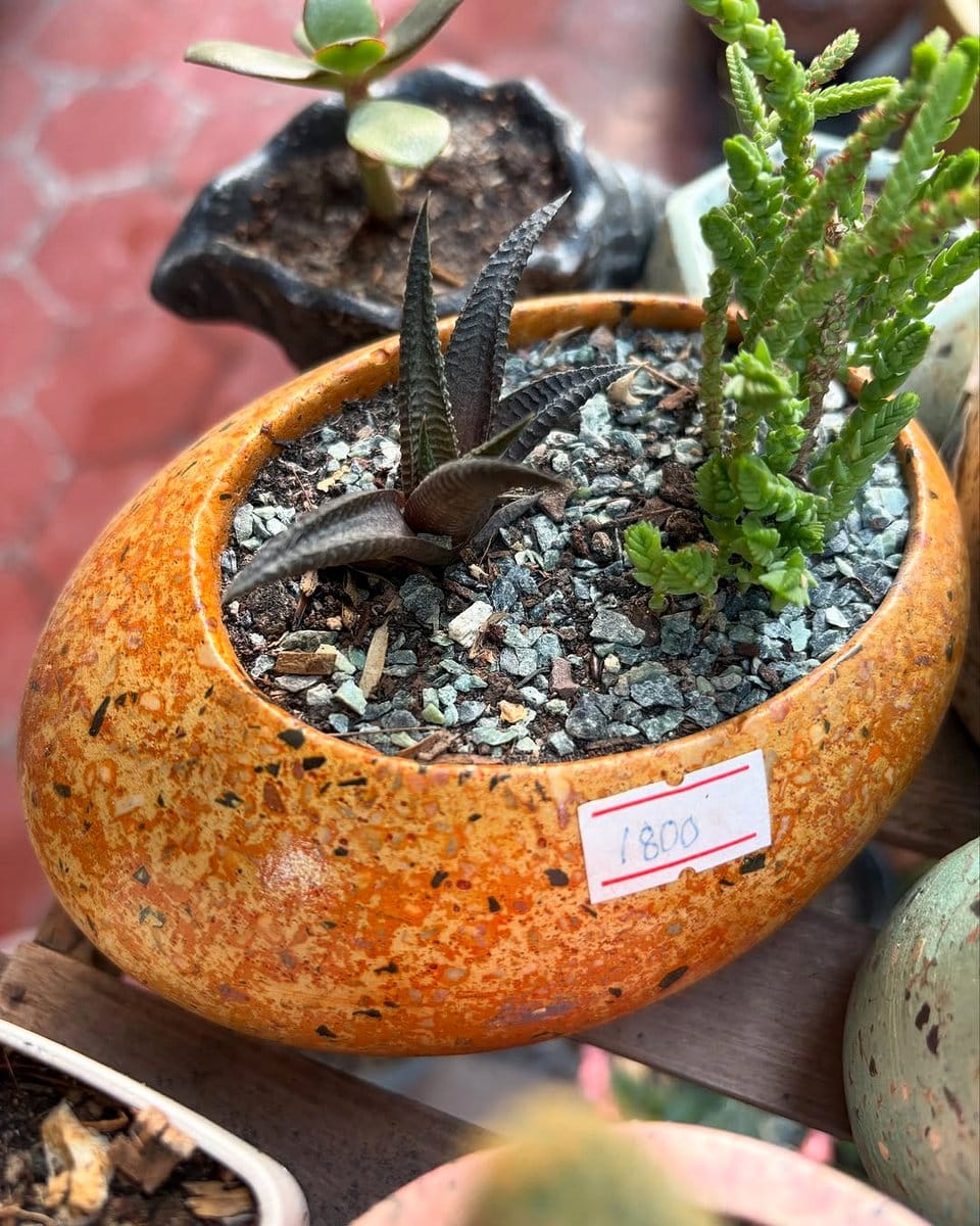 artisanal concrete plant stand with aloe