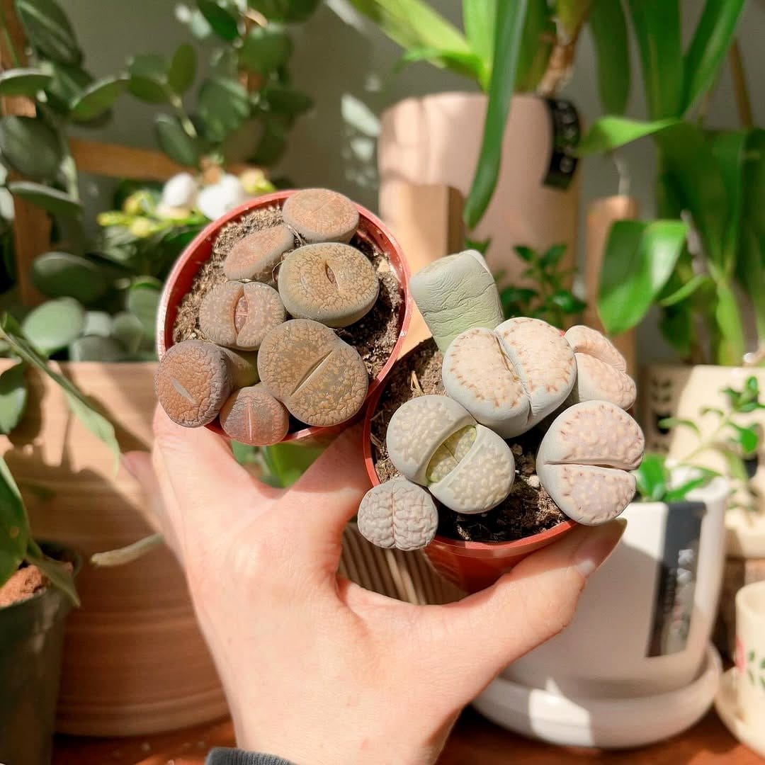 Smooth stone and pebble plant base decorations