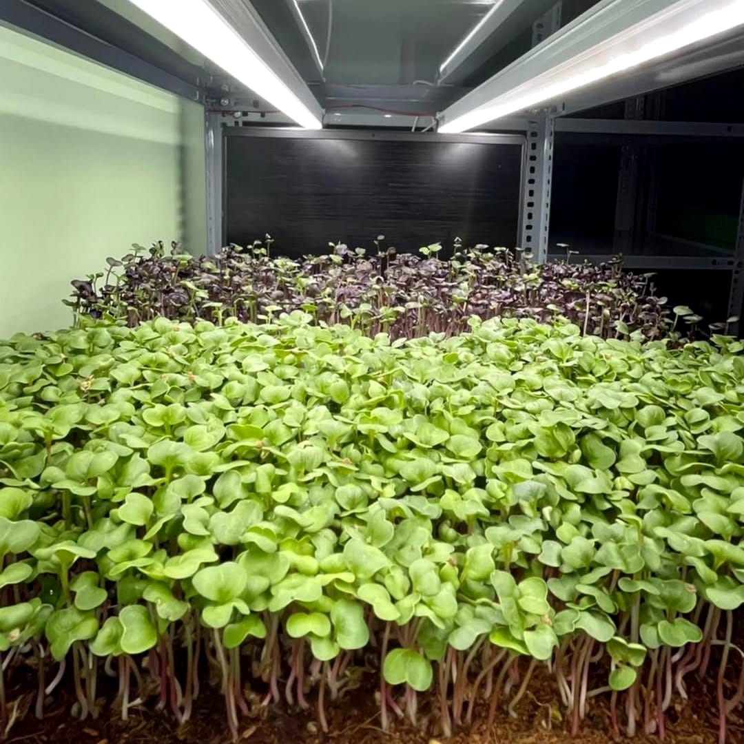 seedlings under LED grow light