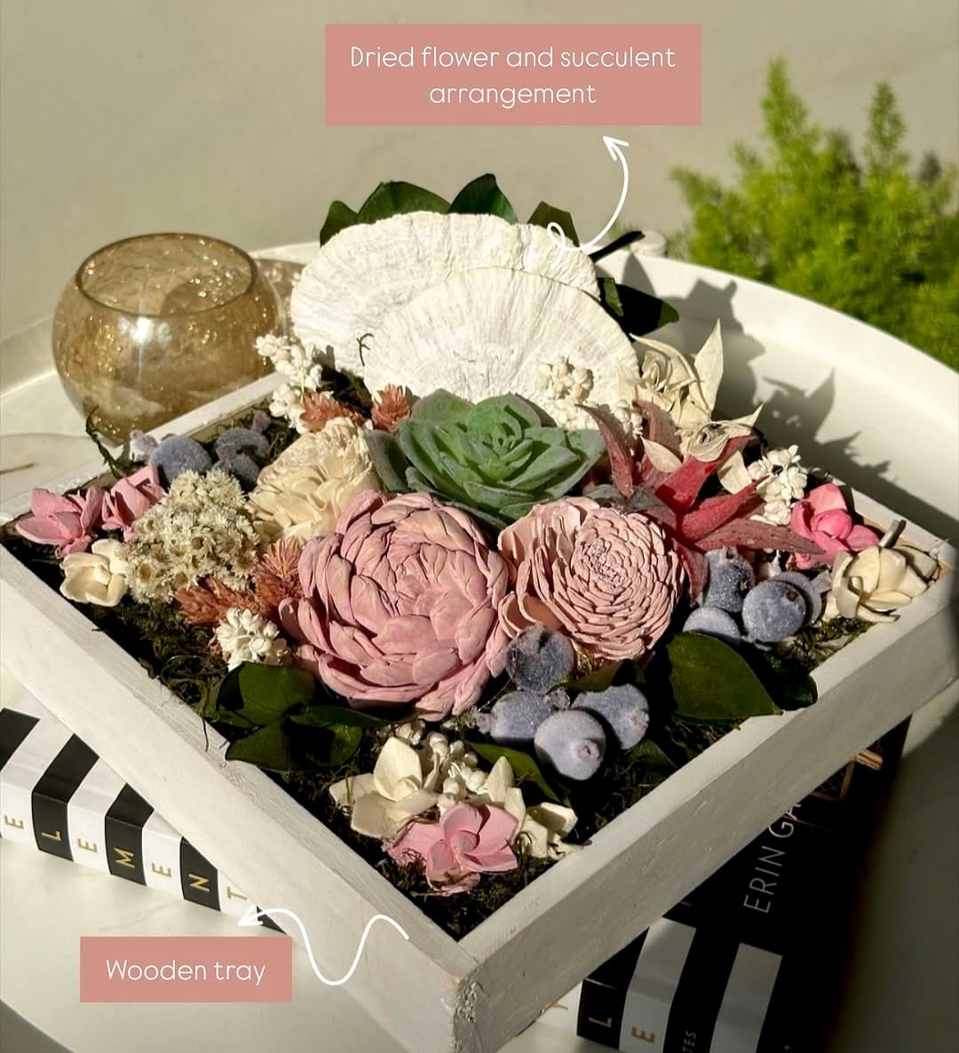 Succulent and seashell shadow box display