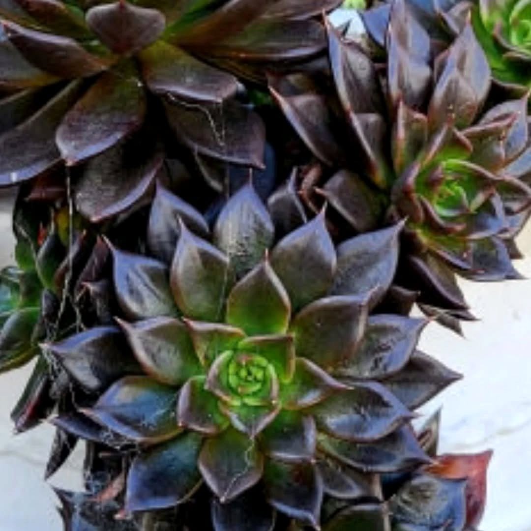 echeveria black prince close-up