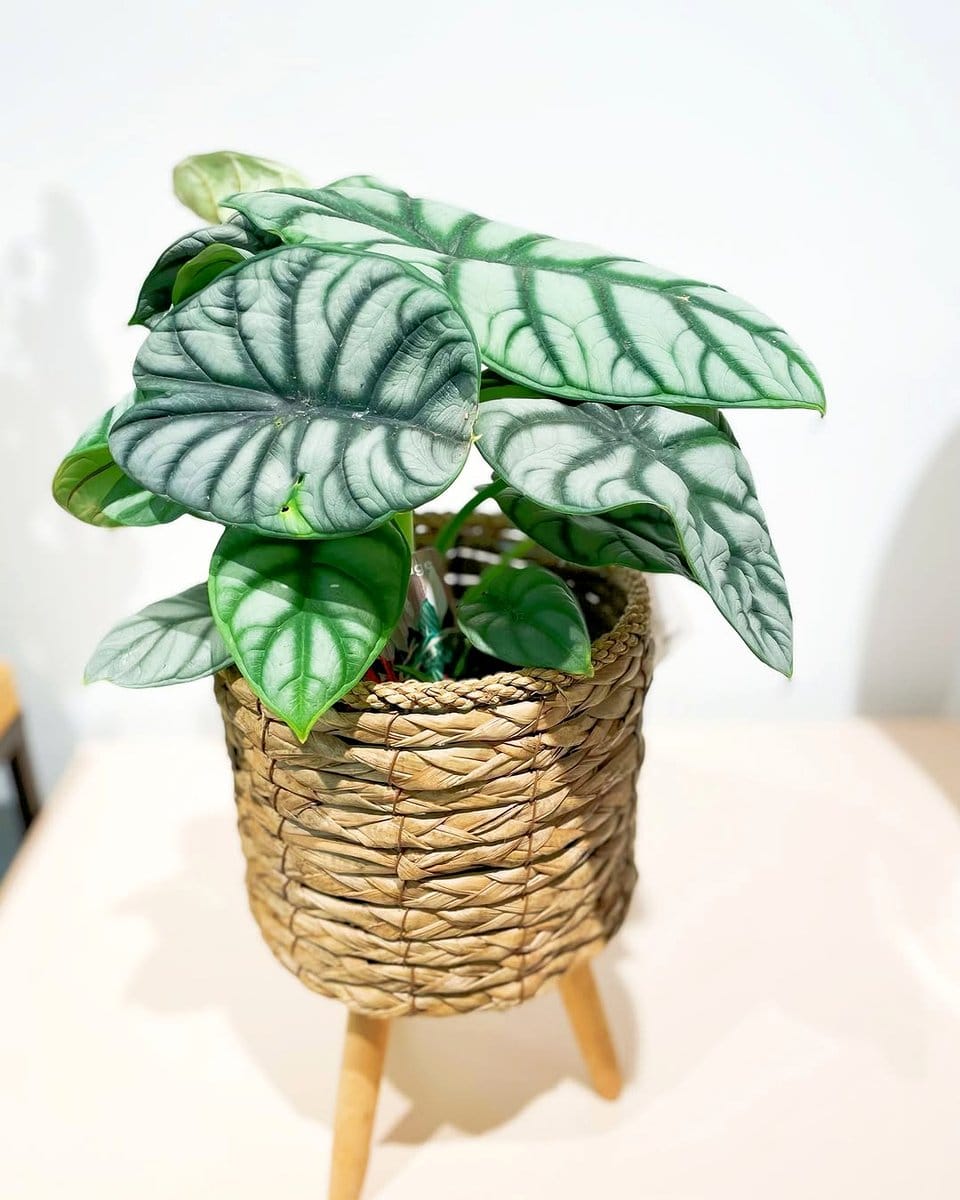 Alocasia Dragon Scale with textured foliage