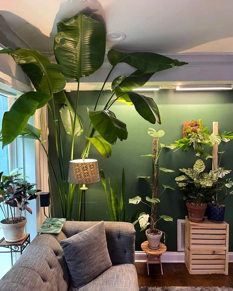 large Monstera and Bird of Paradise