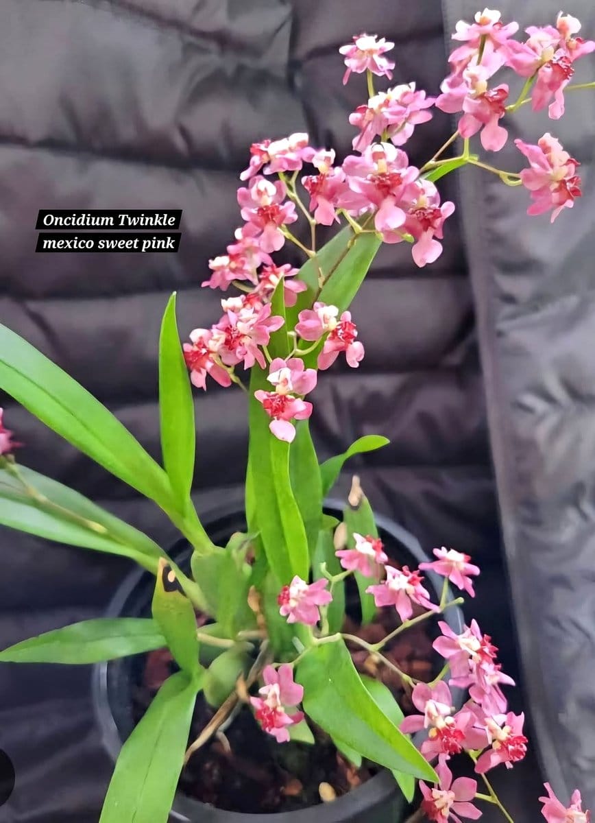 cluster of Oncidium Twinkle flowers