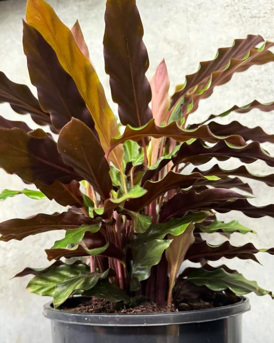 Soft Calathea Rufibarba in glass terrarium