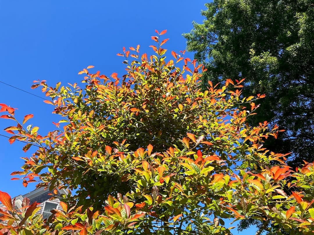 black tupelo with vibrant fall foliage in city park