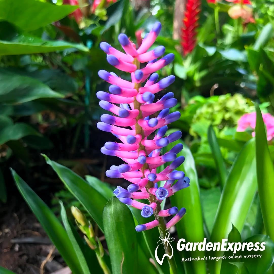 bromeliad with colorful rosette
