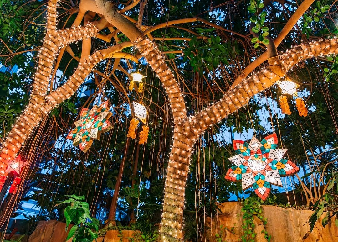 Hanging plant garden with starry lights