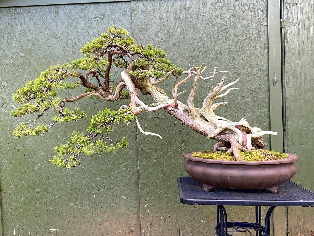 bonsai tree on cabinet