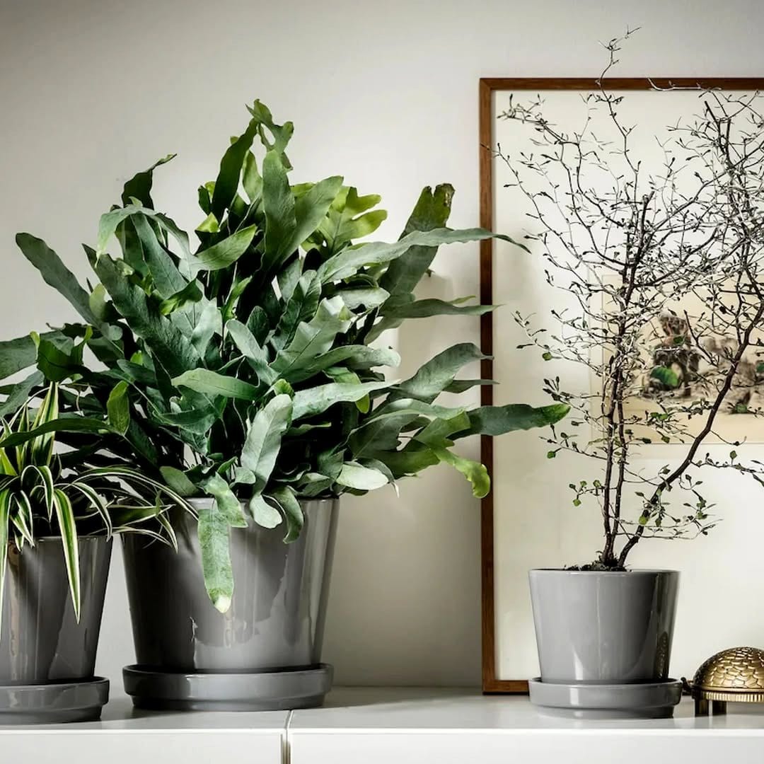 Vintage tin cans as plant pots on a windowsill