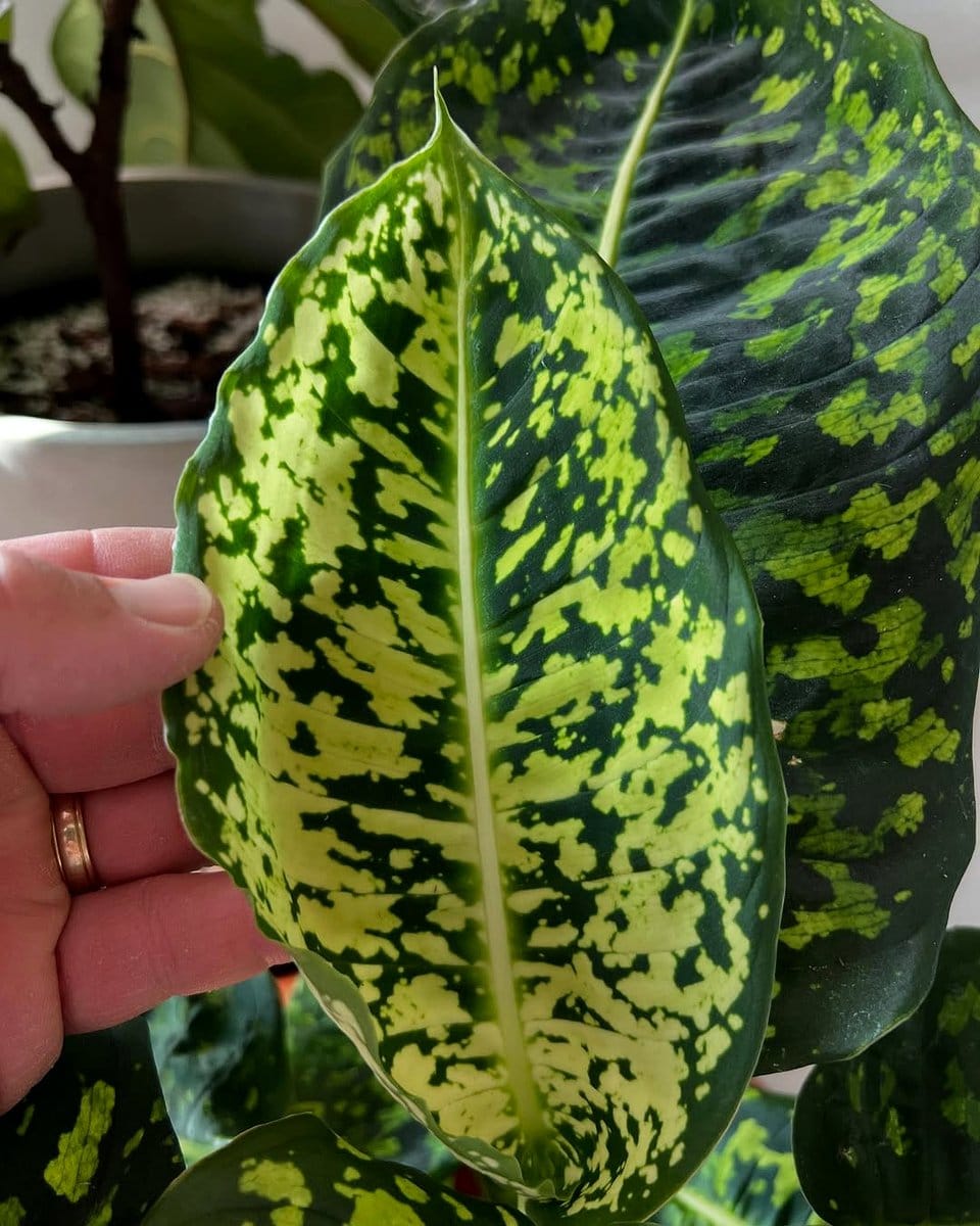 seasonal plants in bay window