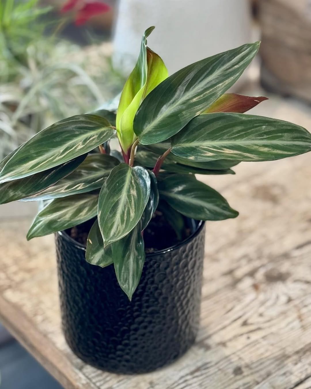 Compact Ctenanthe Setosa in chic black planter
