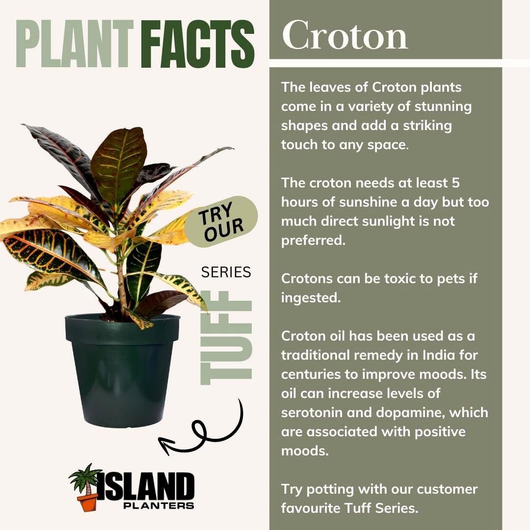 vibrant croton plants in pots