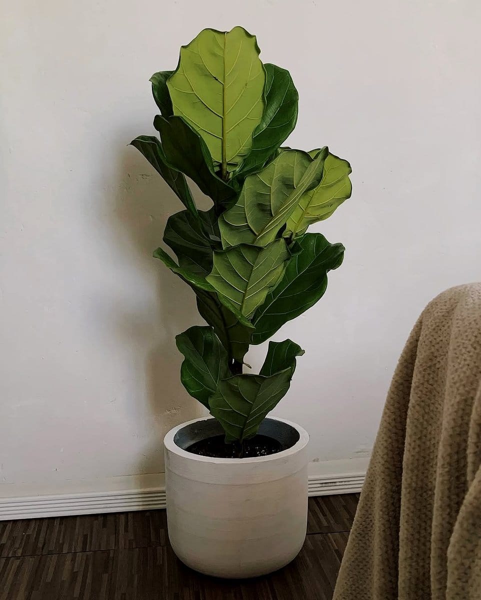 fiddle leaf fig on bookshelf
