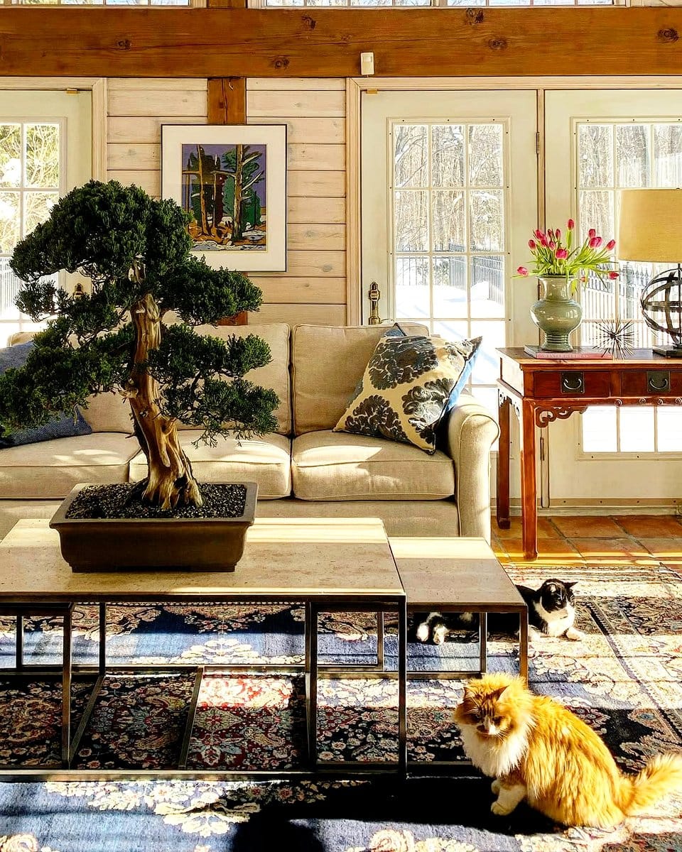 bonsai next to modern sculpture