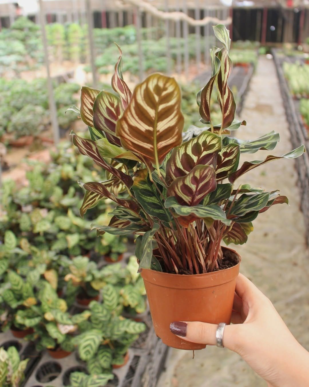 Vibrant calathea in decorative pot