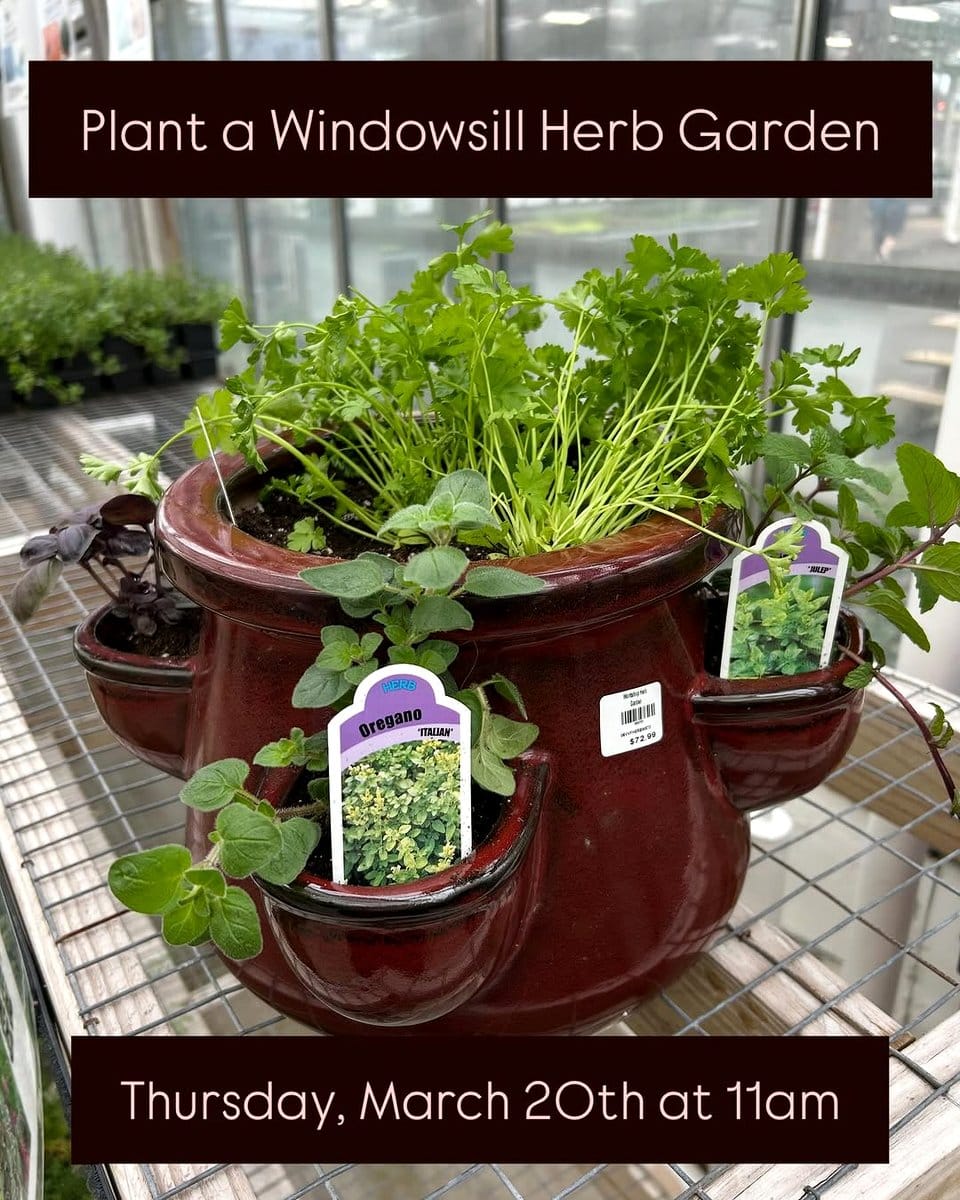potted basil, rosemary, and thyme on kitchen windowsill