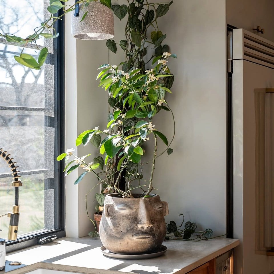 Sun-drenched sunroom with citrus plants