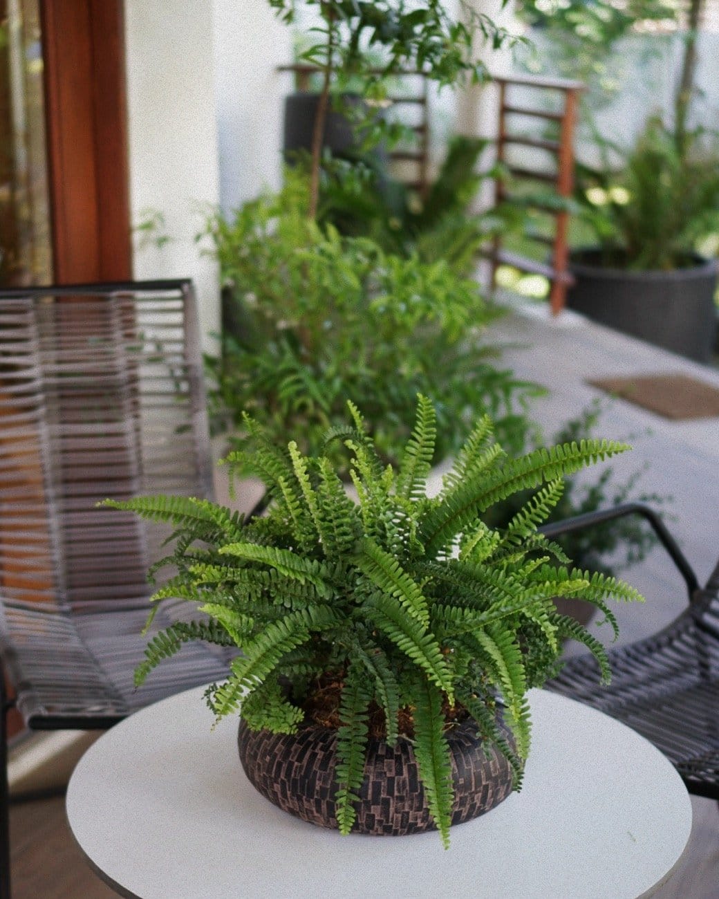 Ferns in rustic hanging baskets