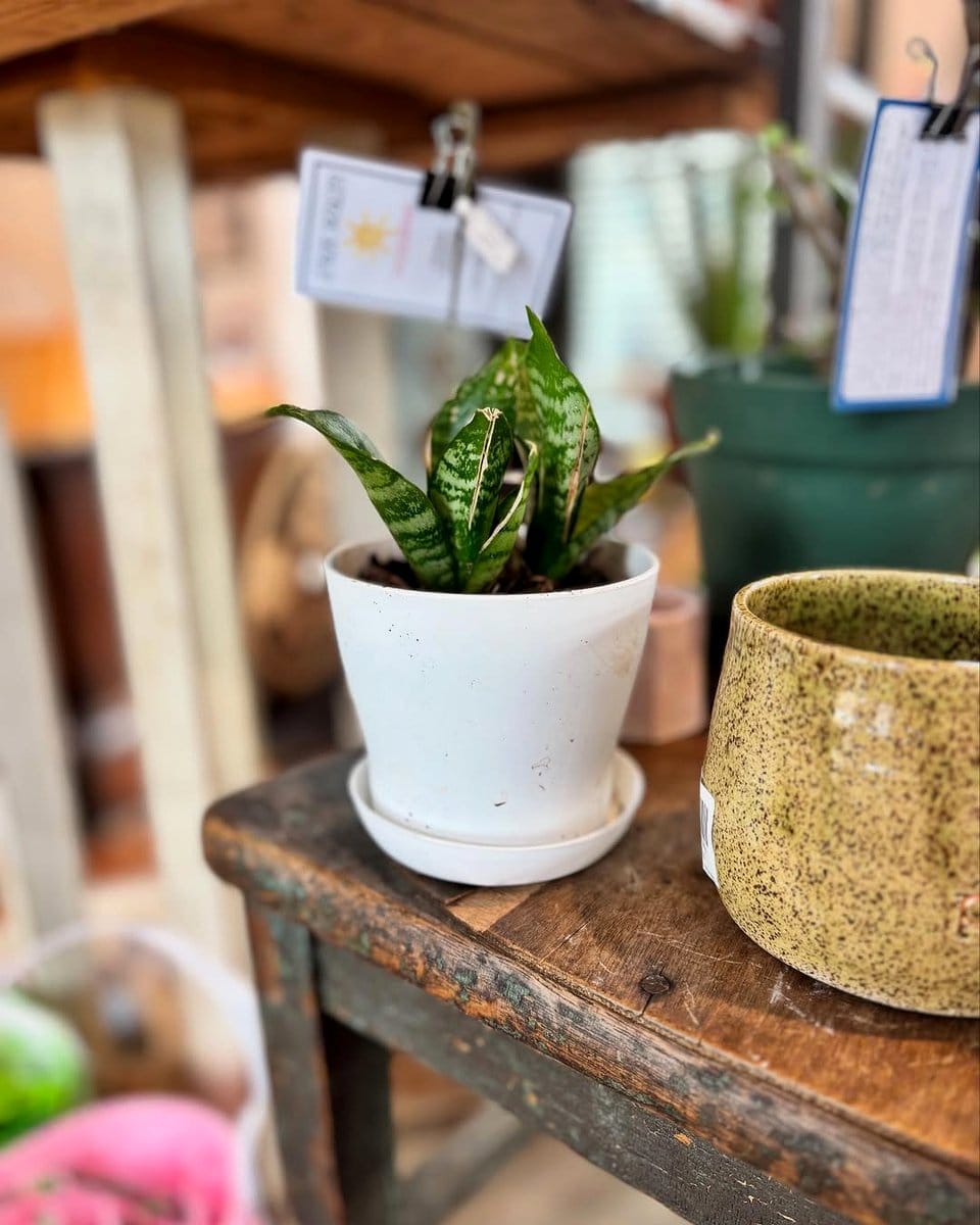 aloe vera and jade plant in ceramic pots