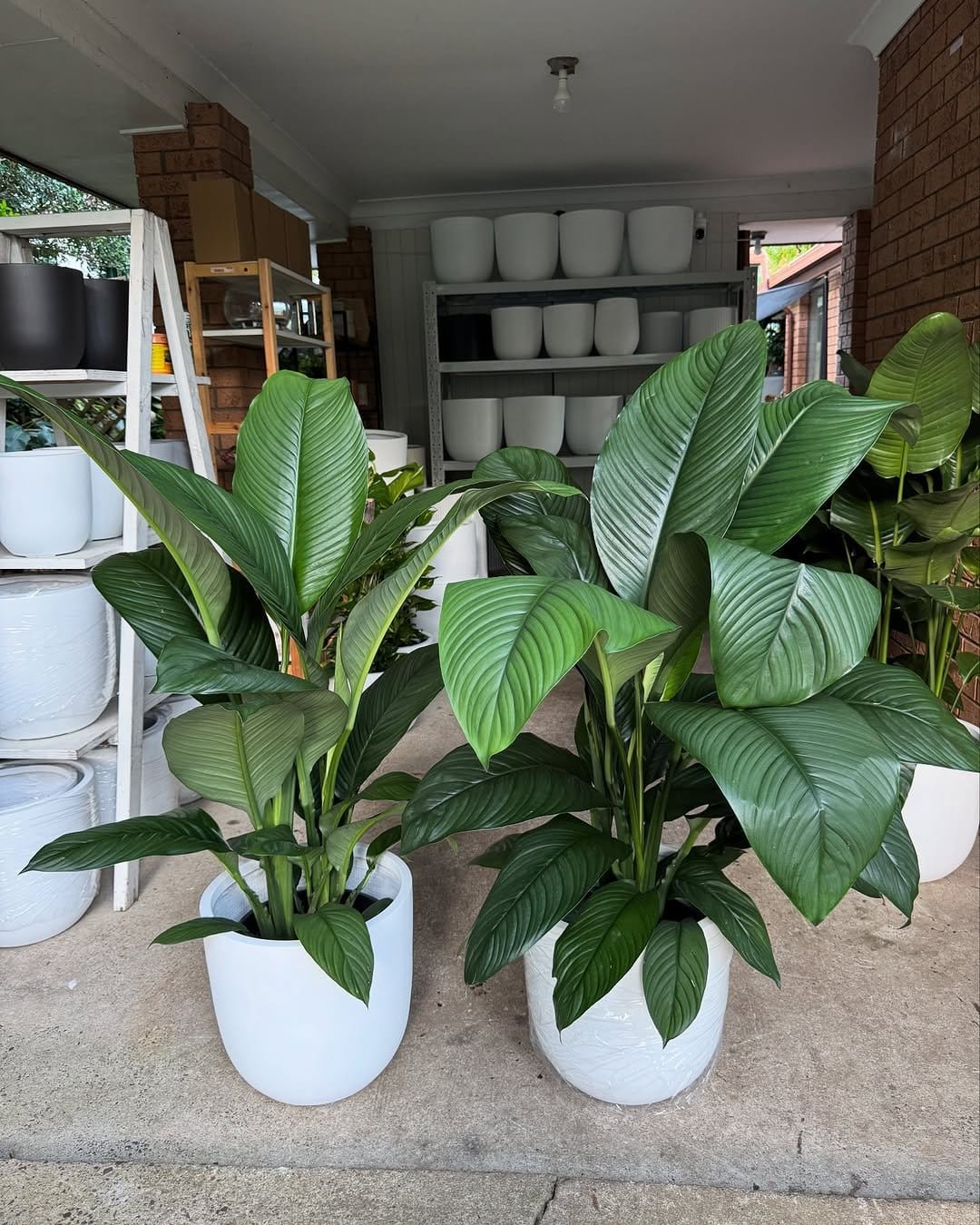 Lush peace lily in terracotta pot