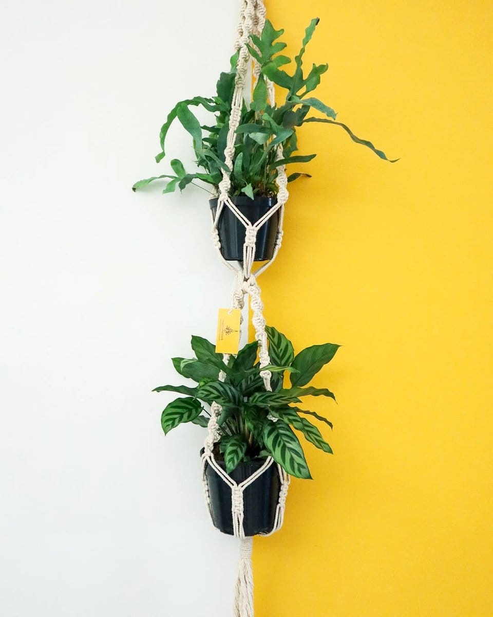 macramé plant hangers with ferns