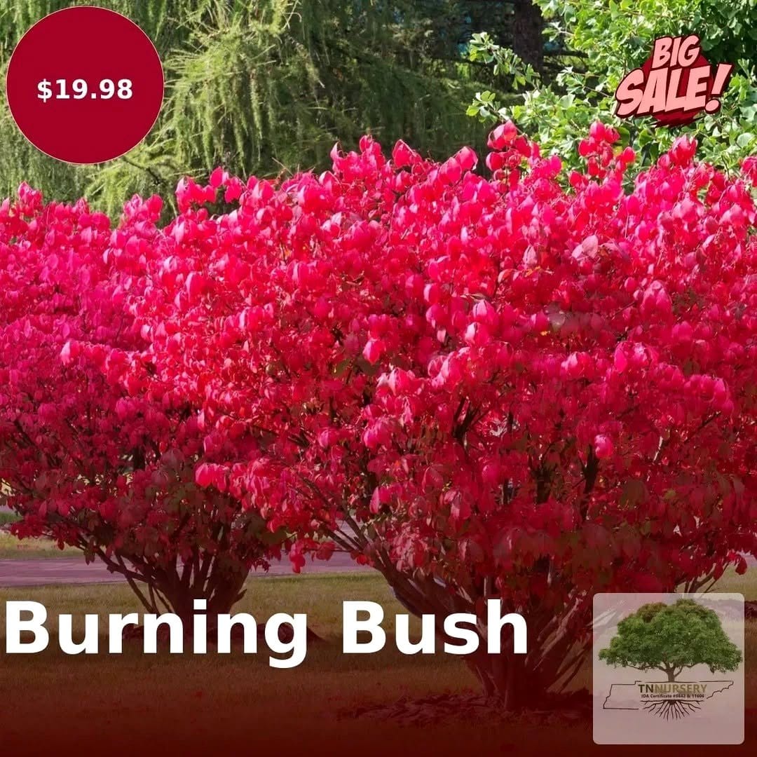 vibrant burning bush shrub