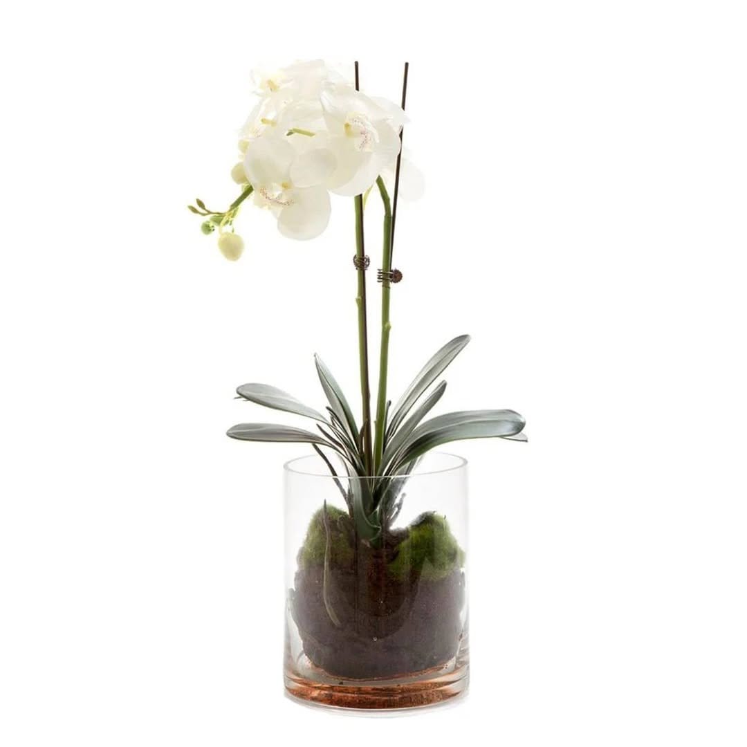 Elegant orchids in clear glass vases