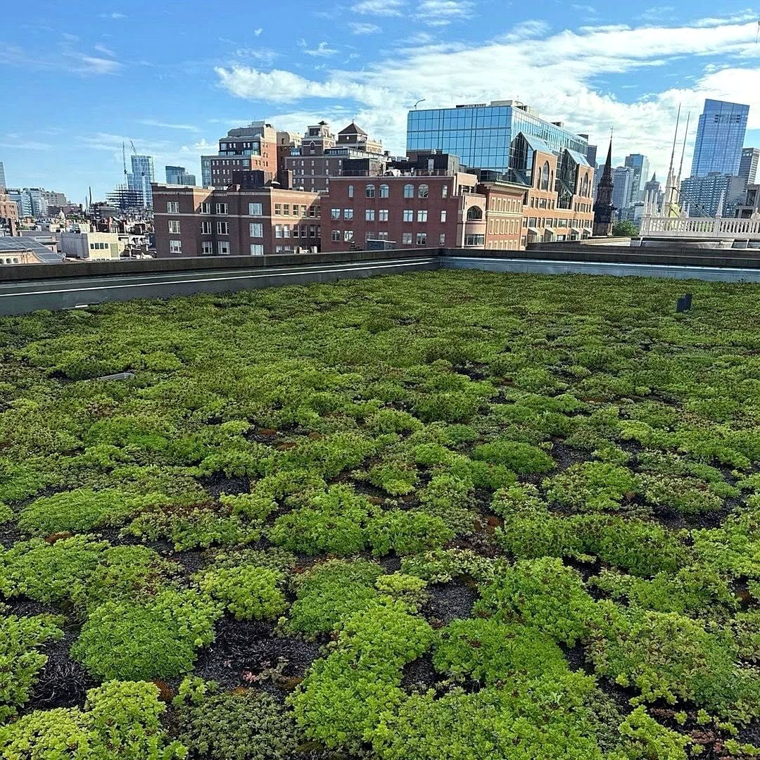 vibrant green roof on urban building